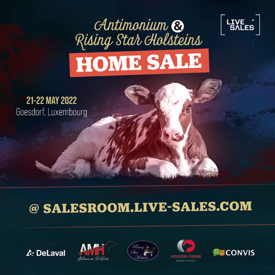 Antimonium & Rising Star Holsteins Home Sale 2022